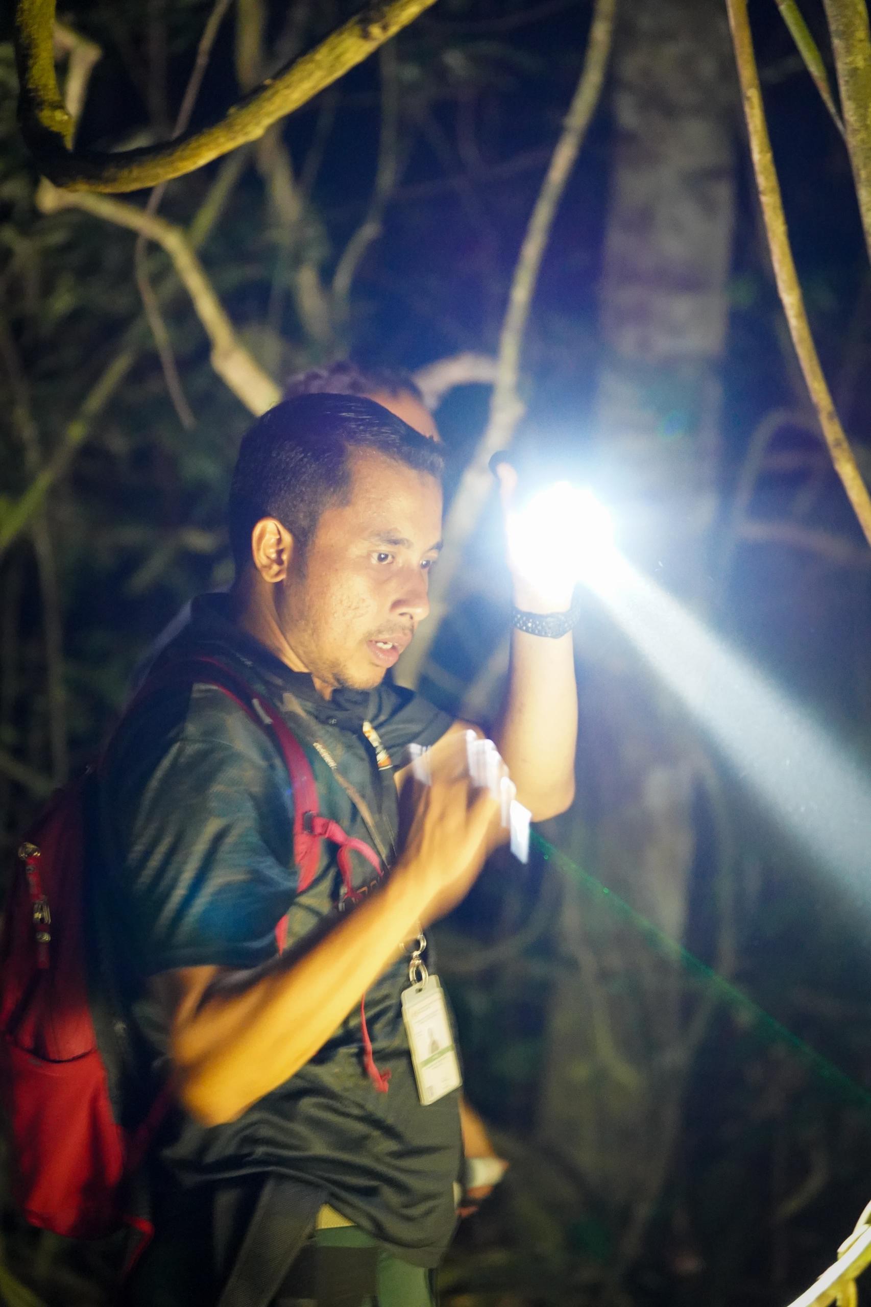 Night Jungle Walk