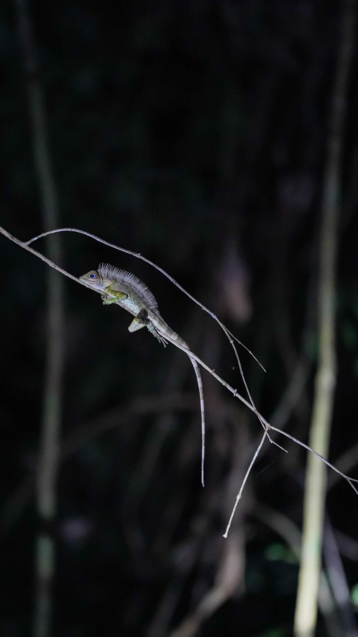Lizard at night