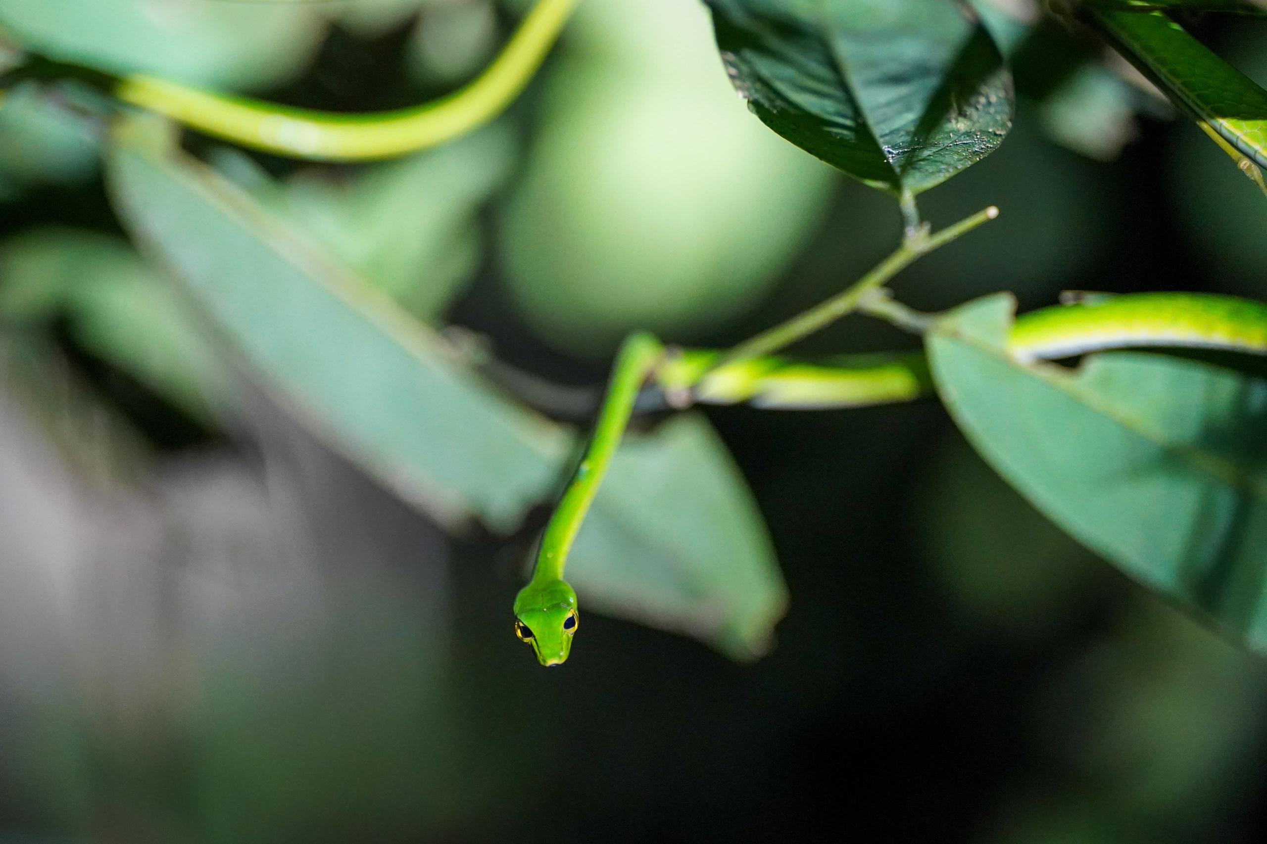 Green vine snake
