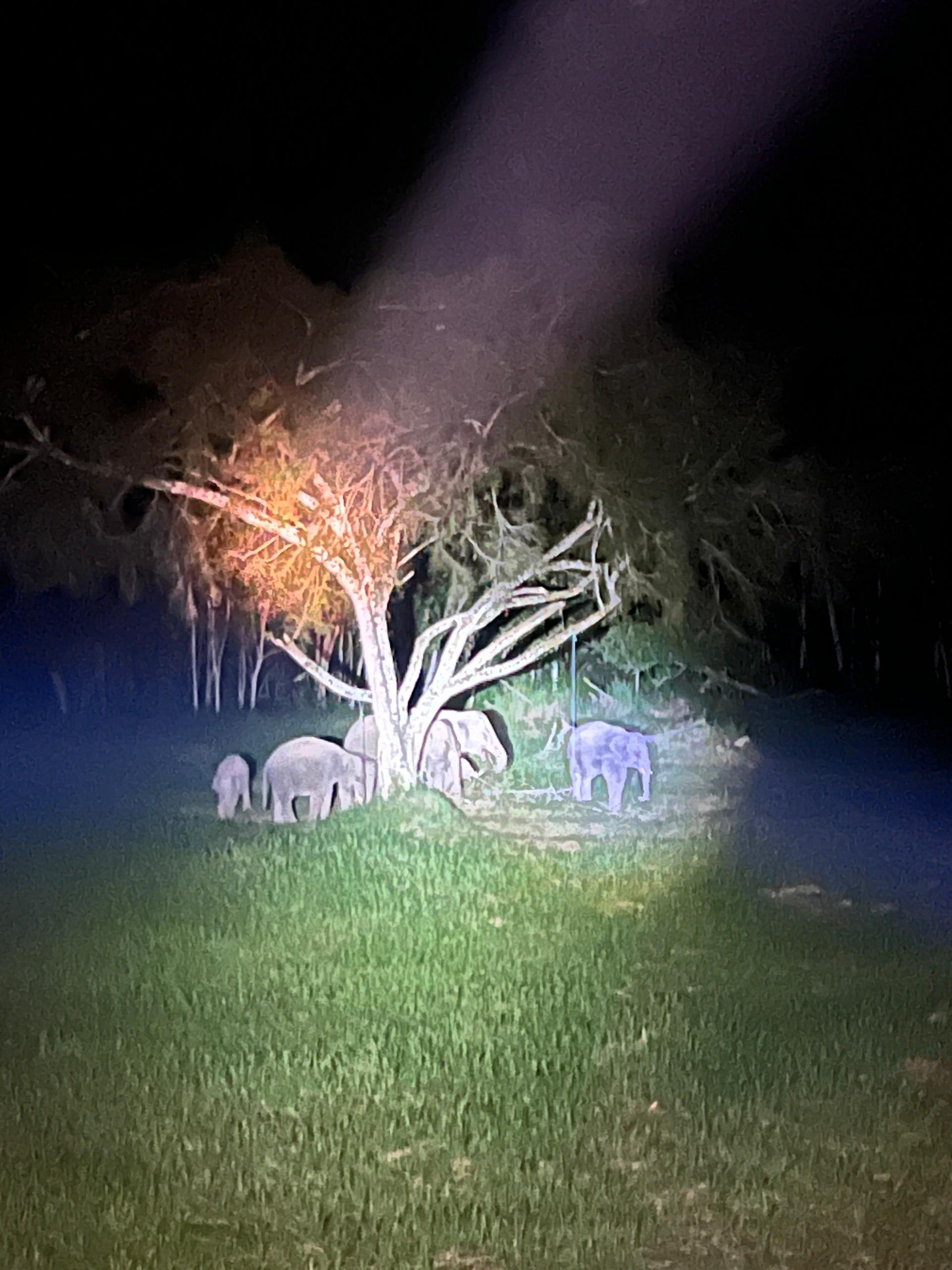 Elephants at night